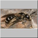 Lasioglossum quadrinotatulum - Furchenbiene w02 7mm.jpg